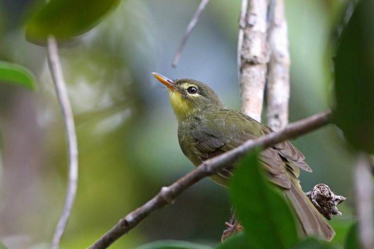 De negăsit timp de 24 de ani, o pasăre rară a reapărut în Madagascar