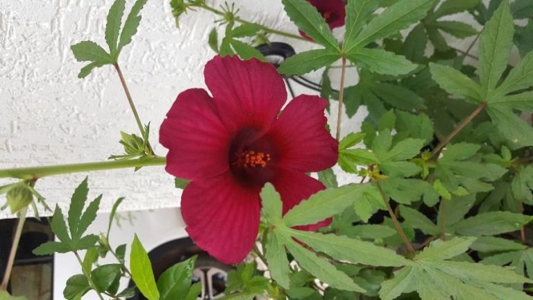 Antioxidanţii din hibiscus pot contribui la combaterea obezităţii (studiu)