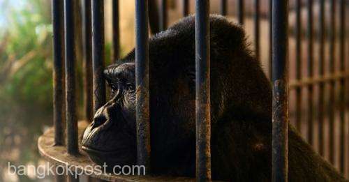 Soarta ultimei gorile aflate în captivitate în Thailanda stârneşte noi controverse