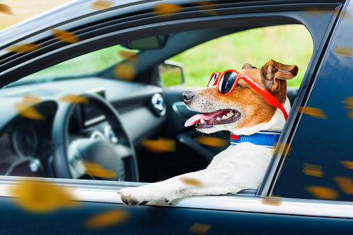 Un şofer care conducea cu viteză a încercat să facă schimb de locuri cu câinele său ca să evite arestarea