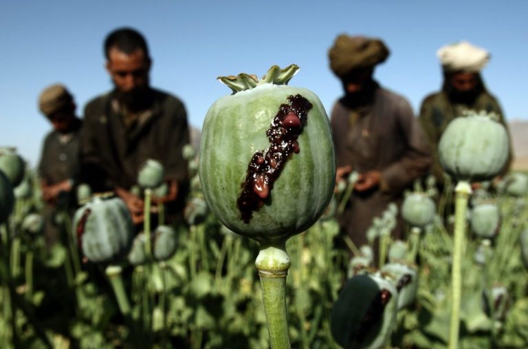 Culturile de mac în scopul producerii de opiu în Afganistan au crescut cu 32% în acest an, avertizează ONU