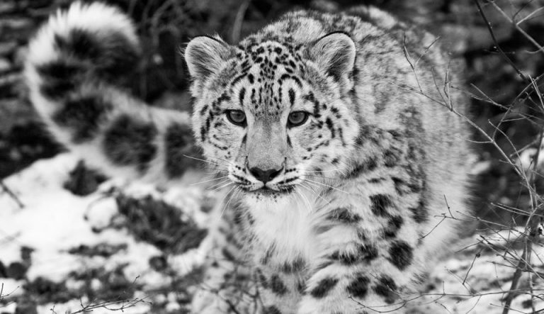 Anchetă la o grădină zoologică din Marea Britanie după ce un leopard de zăpadă a murit împuşcat de îngrijitori
