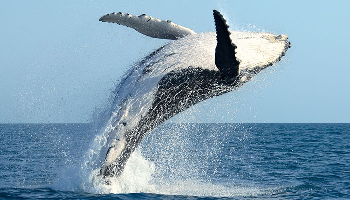 Un ghid turistic a fost AMENDAT pentru că s-a apropiat prea mult de o balenă