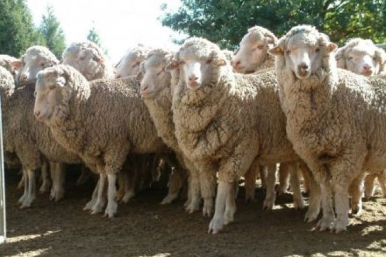 Agenţia France Presse povesteşte epopeea militarilor americani de la Deveselu, încurcaţi de oile românilor