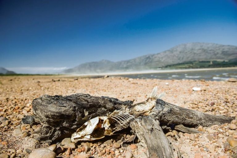Stare de catastrofă naturală în Africa de Sud din cauza secetei istorice