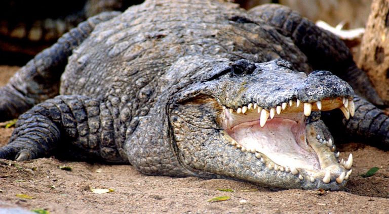 Un bărbat a fost devorat de zeci de crocodili în Cambodgia