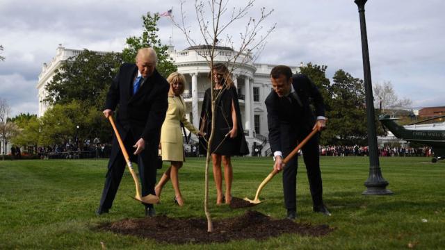 A dispărut stejarul plantat de Trump şi Macron. Casa Albă vine cu precizări