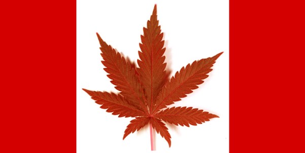 Canada LEGALIZEAZĂ marijuana