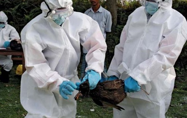 Spania a înregistrat un caz de gripă aviară transmisă la om