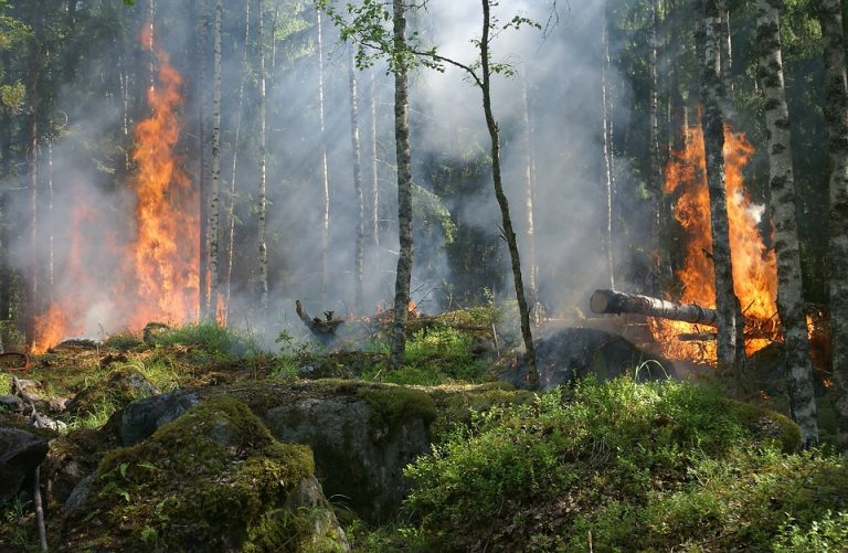 Suedia: Risc extrem de noi incendii din cauza caniculei