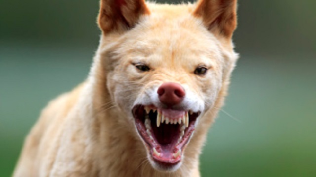 O femeie din Australia a fost atacată de câinii dingo
