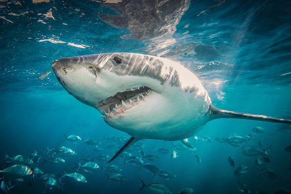 Un înotător a fost DEVORAT de rechini în Australia