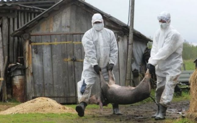 Bulgaria: Focar de pestă porcină africană la o fermă din apropiere de granița cu România