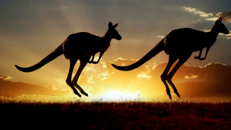 Un australian a omorât cu maşina 20 de canguri