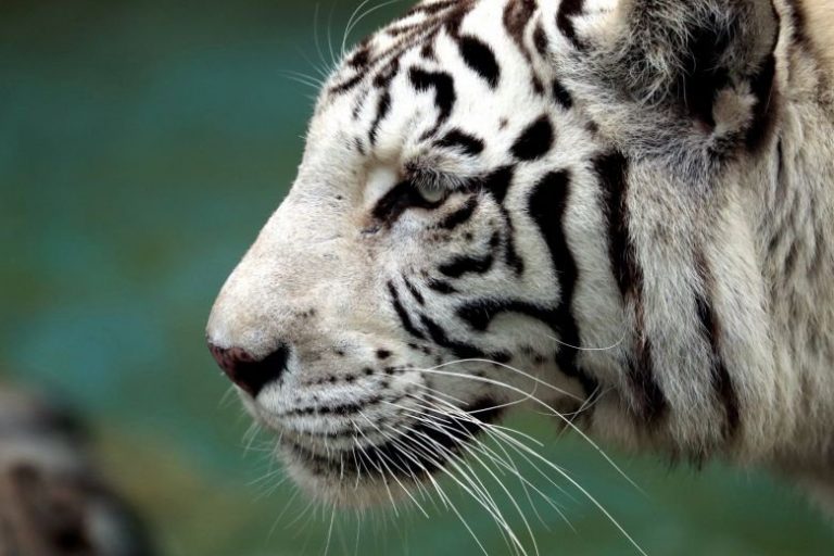 Doi pui de tigru alb ar fi murit de COVID-19 într-o grădină zoologică din Pakistan