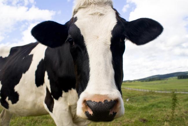 Atenţie! Boala vacii nebune a reapărut în Scoţia