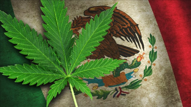 Mexicul LEGALIZEAZĂ marijuana