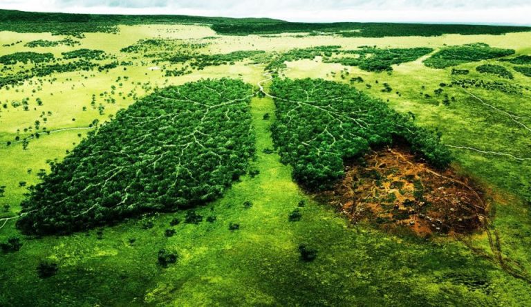 Două treimi din pădurea tropicală au fost distruse sau degradate la nivel global
