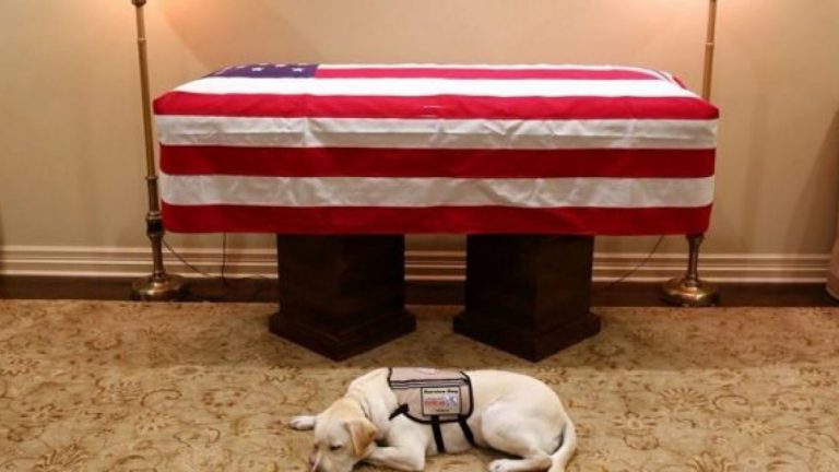 Câinele lui George H.W. Bush îşi va însoţi stăpânul pe ultimul drum
