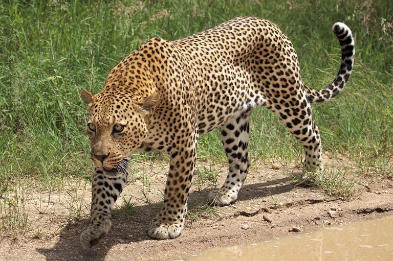 Un leopard rătăcit a pătruns într-o locuinţă din statul indian Delhi şi a rănit trei persoane