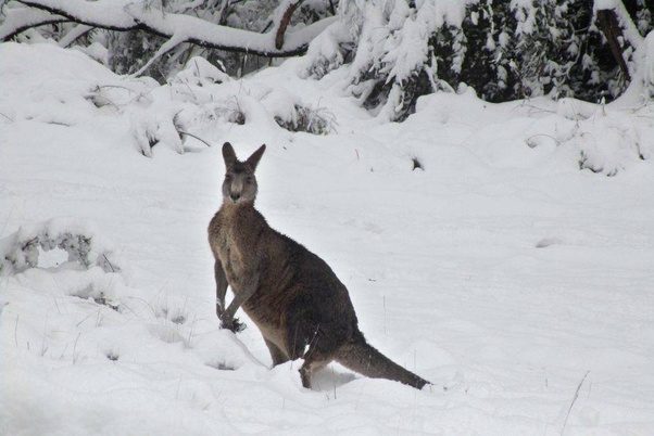 Un val de frig aduce ninsori timpurii în sud-estul Australiei