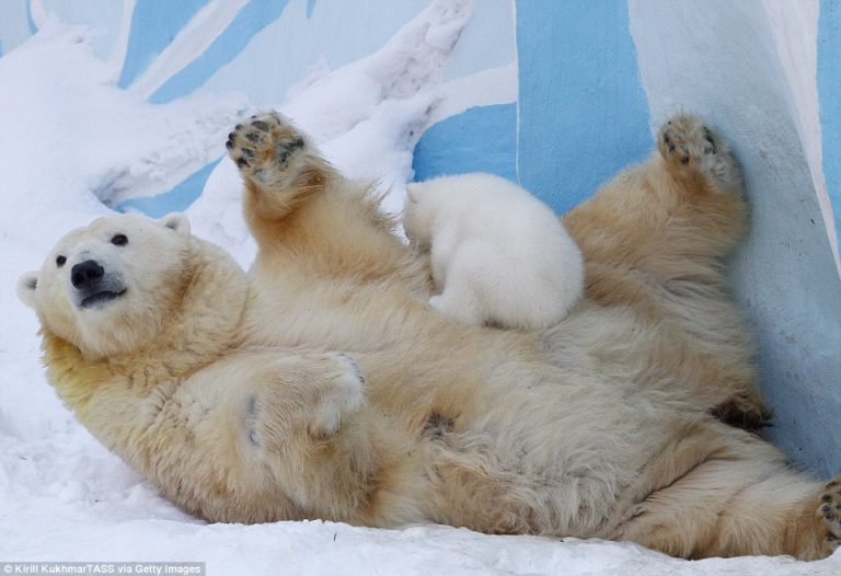 Schimbările climatice ar putea duce la dispariția urşilor polari până la sfârşitul secolului