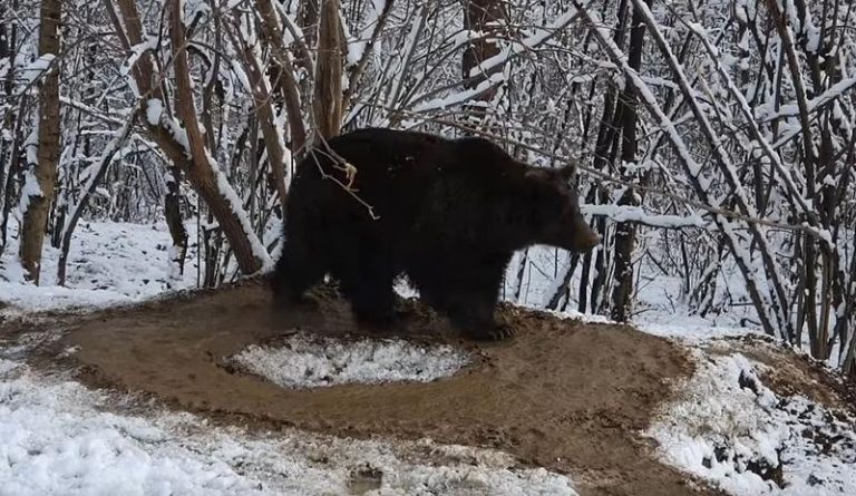În România, un urs se învârte de șapte ani într-o cușcă inexistentă (VIDEO)