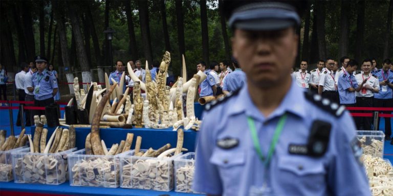 Reţea de contrabandă cu fildeş, anihilată în sudul Chinei – 7,5 tone de colţi de fildeş au fost confiscate