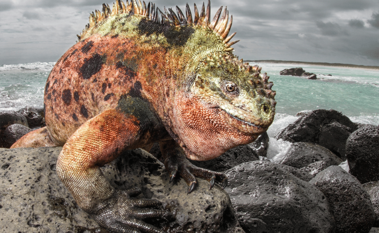 Erupţia unui vulcan din Galapagos ameninţă specii unice în lume