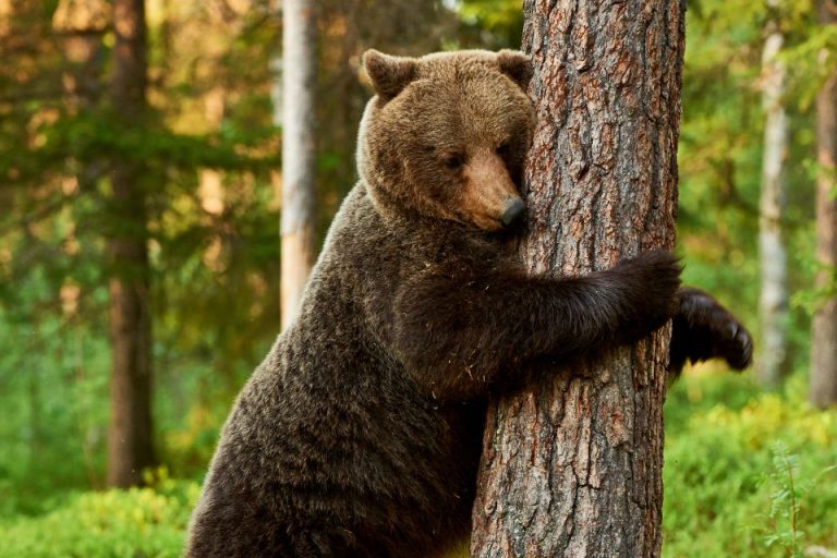 După mai bine de 200 de ani, un urs a fost observat în Portugalia