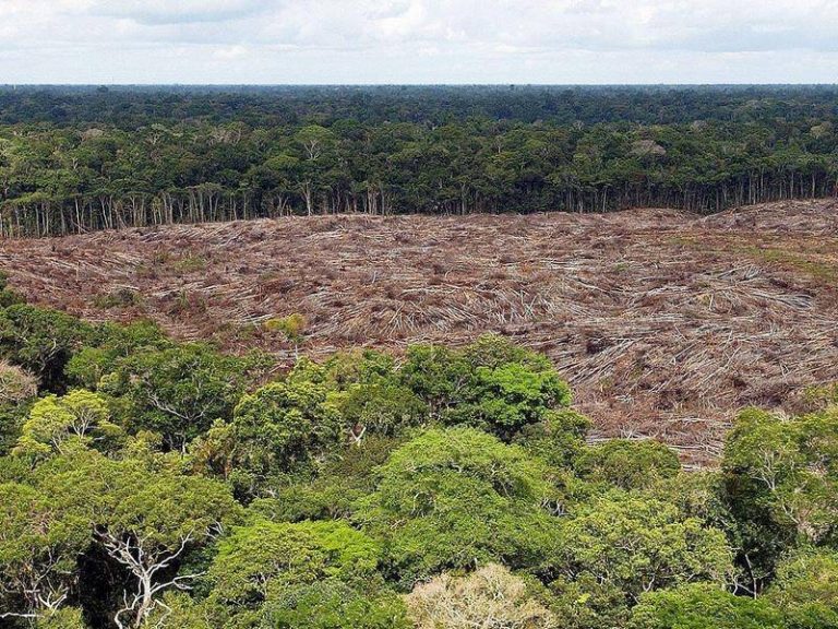 Defrişările în Amazonia braziliană au stabilit un record pentru o lună de februarie