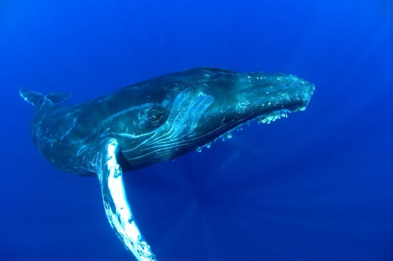 Balenele cu cocoaşă îşi dau întâlnire la o ‘competiţie muzicală’ în insulele Kermadec