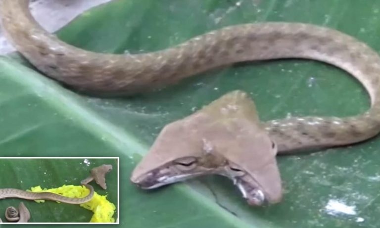 Un şarpe cu două capete a fost descoperit în Bali