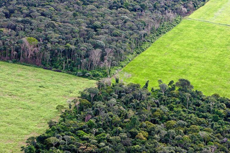 Defrişările din pădurea amazoniană a Braziliei s-au redus cu 68% în aprilie