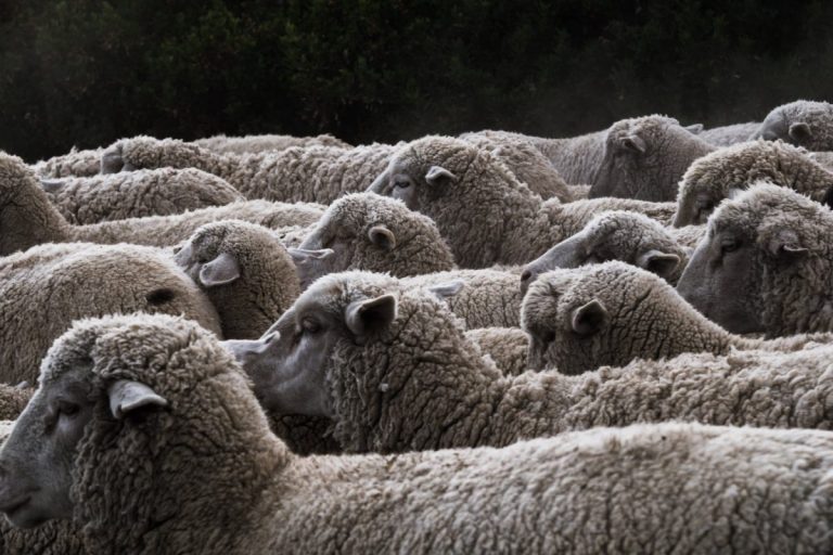 100 de oi au fost luate de şuvoaie în Norvegia