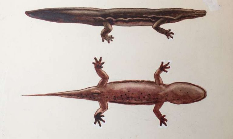 Cel mai mare amfibian din lume este o specie de salamandră recent descoperită