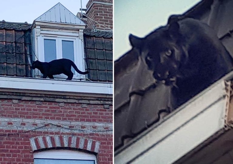 O panteră neagră a băgat spaima în locuitorii din Lille