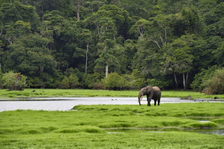 Botswana a vândut la licitaţie permise pentru vânătoarea de elefanţi la un preţ de 43.000 de dolari pe animal