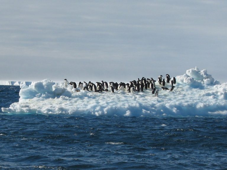 Cel mai mare aisberg din lume ameninţă colonii de pinguini şi foci din Atlanticul de Sud