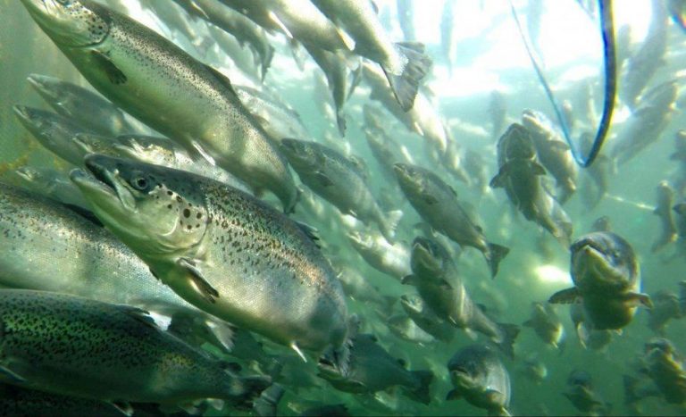 Consumul unui peşte din SUA echivalează cu a bea timp de o lună apă potabilă contaminată (studiu)