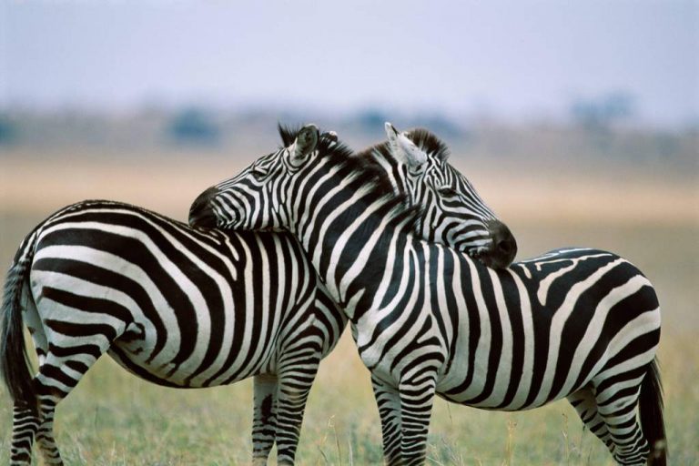 Două zebre au EVADAT de la circ