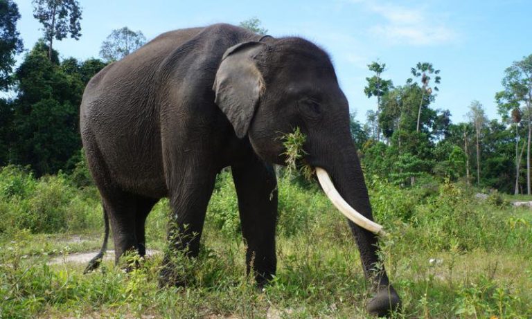 Un elefant de Sumatra a fost găsit DECAPITAT