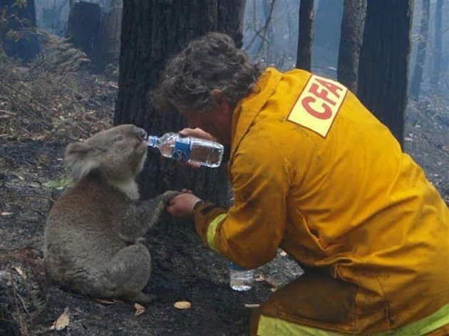 Cel puţin un miliard de animale ar fi pierit în incendiile de vegetaţie din Australia