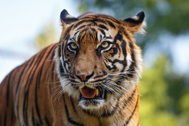 O femeie din India s-a luptat cu mâinile goale cu un tigru pentru a-şi salva fiul de 15 luni