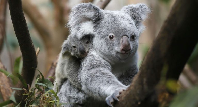 Koala, un animal pe cale de dispariţie în Australia