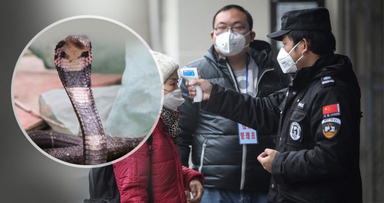 Virusul care sperie omenirea a pornit de la carnea de şarpe comercializată în Wuhan