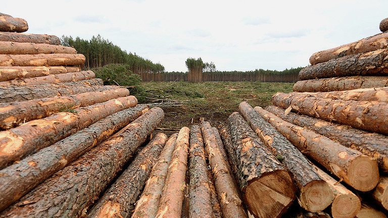 De cine și cum sunt furate pădurile României?