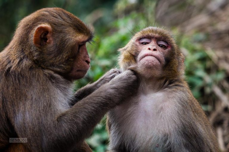 Mai multe maimuţe din India au furat probe de sânge ale unor pacienţi cu COVID-19