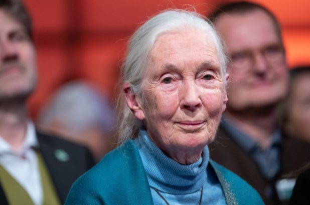 Jane Goodall: Avertismentele referitoare la izbucnirea unei pandemii au fost ignorate