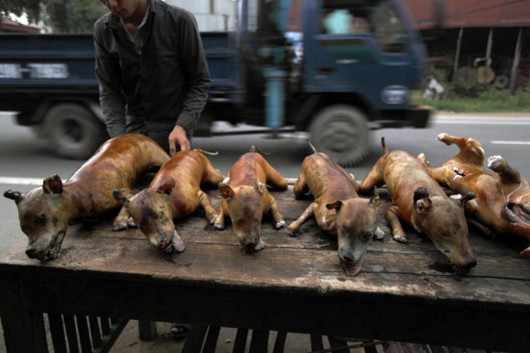 O regiune turistică din Cambodgia INTERZICE comerţul cu carne de câine